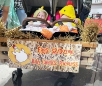 Baby Chicks Sign